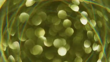 Işıl ışıl. Bokeh çemberi. Odaklanamayan sarı renkli parlak mercek alevli kaleydoskop soyut bulanık sanat arka planında ilerliyor.