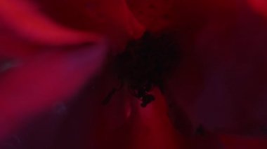 Çiçek yaprakları. Doğa alevi. Odaksız kırmızı gül rengi çiçek damlası soyut beyaz ışık sanatında daireler çiziyor..