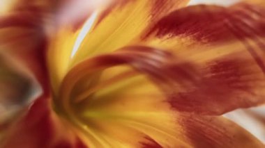 Dikey video. Doğa sanatı. Çiçekli kaleydoskop. Odaklanamayan sarı kırmızı renk zambak yaprakları merceklerin parlamaları soyut ışık arka planında yüzer..