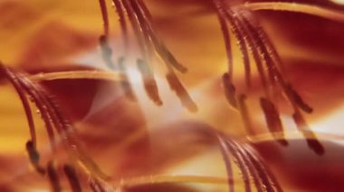 Dikey video. Soyut bir çiçek. Zambak ışığı. Odaklanamayan kırmızı renkli lens, doğada parlayan leke, bitkiler yaratıcı sanat eserleri üzerine hareket eden beyaz arka plan..