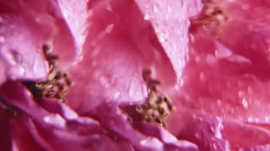 Sıvı taç yaprakları. Çiçek açar. Odaklanmamış kırmızı pembe renk gül rengi su dokusu mercek alevi soyut sanat arkaplanda süzülüyor ıslak arka plan.