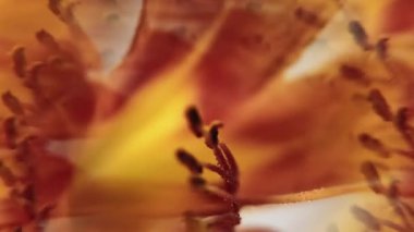 Dikey video. Lily damlası. Çiçek arkaplan. Odaklanmamış kırmızı renk, ıslak desen, çiçek, ışık çiçek açan botanik sanatı objektifi..