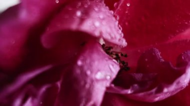 Taze bitki. Islak doku. Odaklanmamış kırmızı çiçek çiçeği çiçekli su damlası, soyut ışık fraktal zemin üzerinde yüzen doğayı işaret eder..