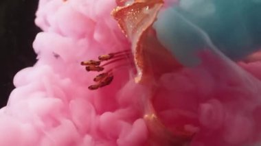 Dikey video. Çiçek boyası. Renk karışımı. Odakları çözülmüş kırmızı zambak çiçeği pembe mavi duman suyu soyut sanat eserleri üzerinde yüzüyor koyu siyah arka plan.