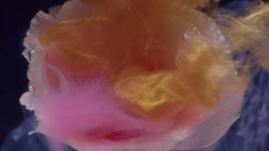 Duman çiçeği. Mürekkep arkaplanı. Bulanık pembe sarı beyaz renk Eustoma çiçeği doğa su bulutu ışıltısı sanat soyutlamasına yayılıyor..