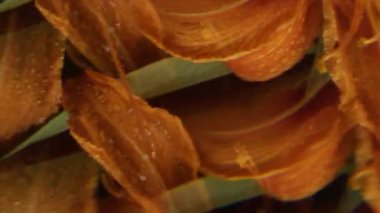 Dikey video. Çiçek soyutlaması. Doğa kaleydoskopu. Odaklanmamış kırmızı turuncu yeşil renk. Çiçek açan tropikal koyu siyah arkaplan üzerindeki bitki su çemberi..