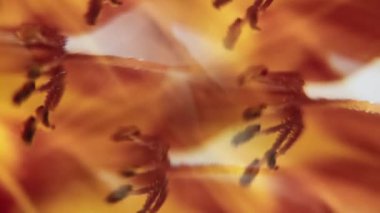 Dikey video. Lily pistils. İşaret fişeği ışığı. Soyut beyaz yaratıcı arka planda dönen kırmızı, sarı, ıslak, doğal lens suyu..