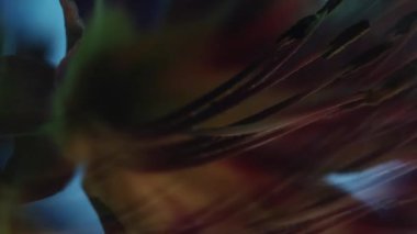 Dikey video. Sıvı çiçek. Doğayı parlat. Odaksız kırmızı neon rengi zambak yaprakları soyut ışık arka planında çiçek açar..