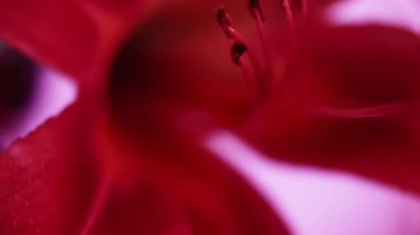 Dikey video. Lily çiçek açıyor. Doğa tropikal. Odaklanmamış pembe neon rengi çiçek yaprakları soyut sanat ışığı çiçek arkaplanında parıldıyor..