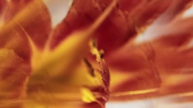 Dikey video. Doğa çiçek açıyor. Botanik geçmişi. Odaklanmamış kırmızı renkli lens, fistil zambak çiçeği soyut yaratıcı sanat ışığı üzerinde daireler çiziyor..