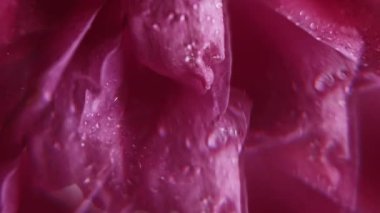 Çiy dokusu. Soyut çiçeklenme. Odaklanamayan pembe gül çiçeği suyu yaratıcı ışık arka planında ıslak doğa lensleri parlar.