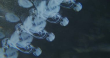 Bulanık duman patlaması. Mürekkep lekesi. Mavi renk boya suyun altında çözülüyor. Sanatsal kaleydoskopik prizma soyut koyu siyah arkaplana damlıyor.