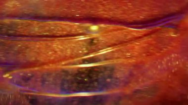 Floresan mürekkep. Göz kamaştırıcı sanat. Odaklanmamış turuncu mor renk boya parlak desen, soyut neon ışıklı arka planda parıldayan çelenk.