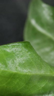 Dikey video. Yağmur damlası yaprakları. Doğal bitki. Odaklanmamış yeşil renk buharı sıvı doku soyut tropikal çevresel arkaplan üzerine ıslak damla.