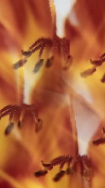 Dikey video. Lily pistils. İşaret fişeği ışığı. Soyut beyaz yaratıcı arka planda dönen kırmızı, sarı, ıslak, doğal lens suyu..