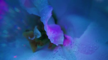 Dikey video. Fraktal çiçek kaleydoskopu. Mavi su yaprakları. Soyut sanat arka planında odaksız pembe renk sıvı bitki gökkuşağı östoması.