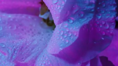 Dikey video. Mor çiçek. Çiçek sanatı. Odaklanmamış mavi neon rengi Eustoma bitkisi su doğası soyut tropikal arka planda çiğ yaprakları.