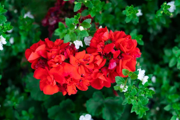 Blühende Schöne Rote Blumen Garten — Stockfoto