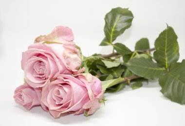 Pembe gül. Güzel romantik hediye