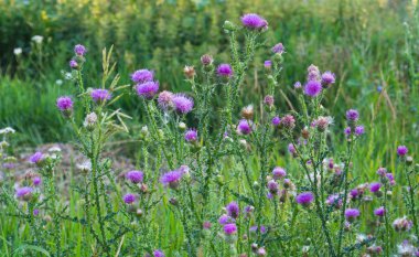 Thistle (süt thistle)