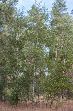 sonbahar orman manzarası