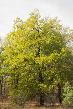sonbahar orman manzarası