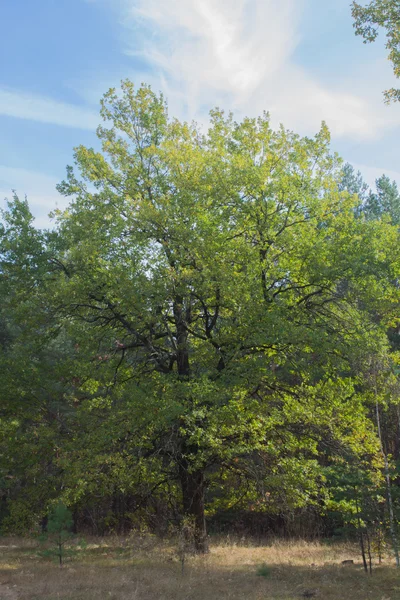 Sonbahar orman manzarası — Stok fotoğraf