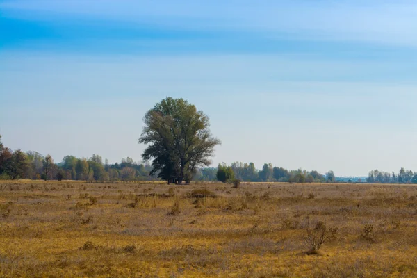 Paisagem florestal de outono — Fotografia de Stock