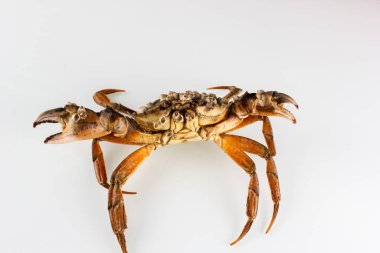 yengeç beyaz arkaplanda izole edildi