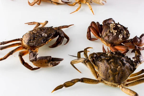 crab on a white background