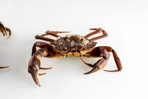 crab on a white background