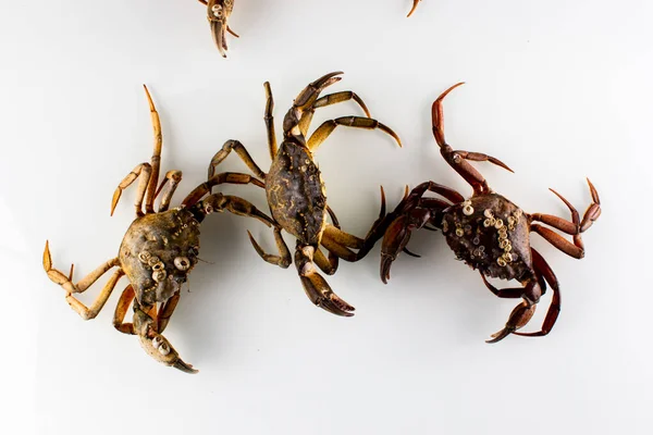 crab on a white background