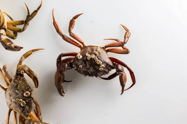 crab on a white background