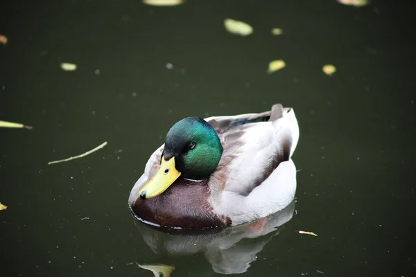 duck swims on the lake