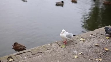 Sonbahar göletinin yanındaki martı.