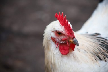 Kırmızı armalı beyaz bir tavuk başka tarafa bakıyor.