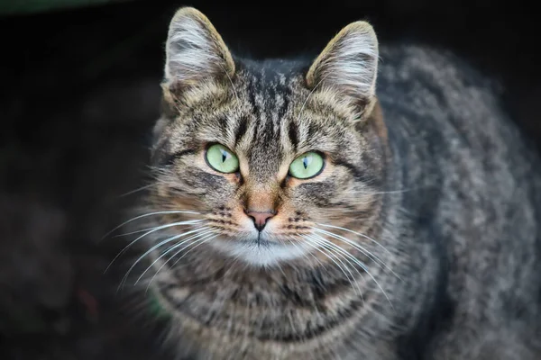 Chat Domestique Gris Avec Une Moustache Blanche Les Yeux Verts — Photo