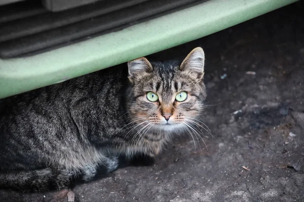 Gato Gris Bajo Parachoques Del Coche —  Fotos de Stock