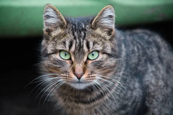 Retrato Gato Doméstico Cinza Com Olhos Verdes — Fotografia de Stock