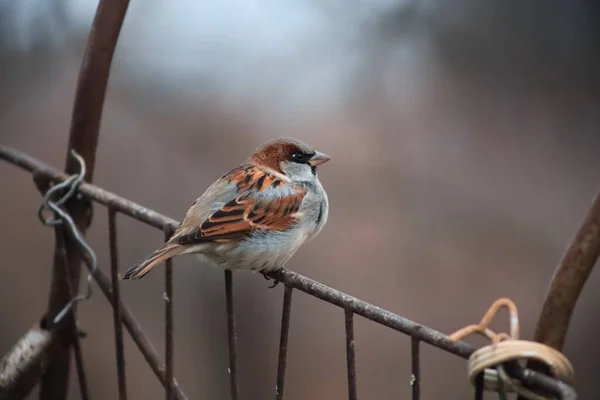 Sparrow Sits Sideways Metal Fence Looks Away — Stock Photo, Image