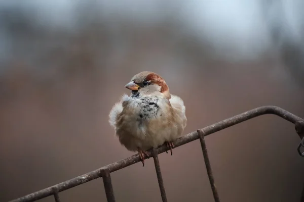 Close Grey Sparrow Sitting Fence — Stock Photo, Image