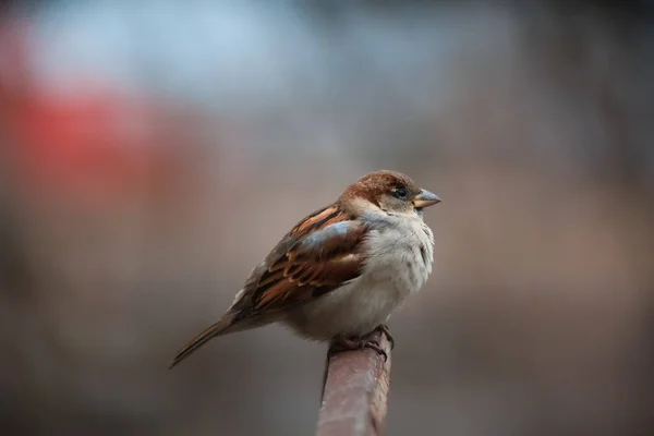 Schöner Sperling Auf Dem Zaun Aus Nächster Nähe — Stockfoto