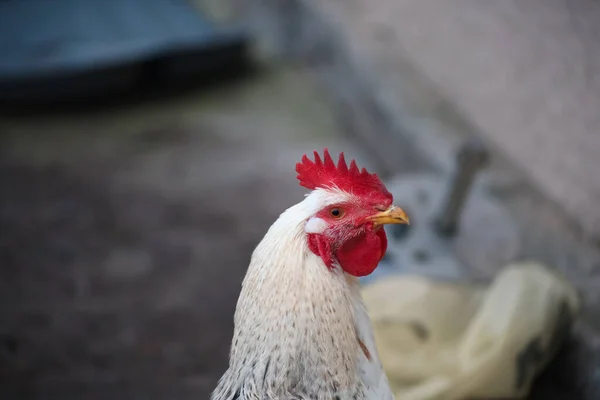 Coq Blanc Avec Une Crête Rouge Regarde Loin Sur Fond — Photo