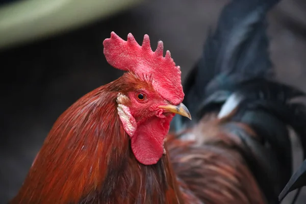 Coq Tribal Rouge Avec Une Crête Rouge Regarde Loin — Photo