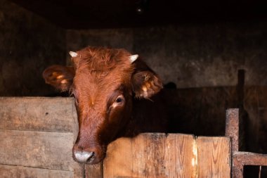 Küçük boynuzları olan meraklı kırmızı bir buzağı başını çitin üzerine eğiyor ve şaşırmış görünüyor.