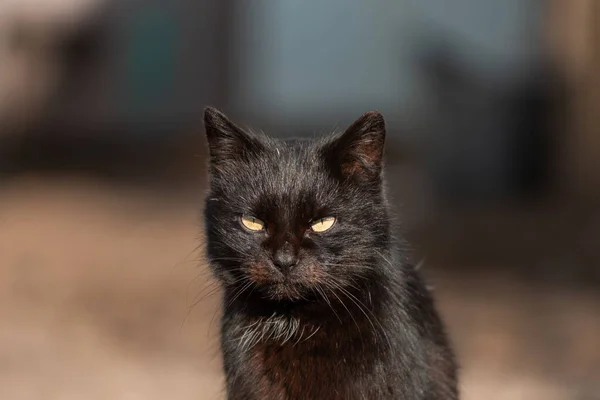 Gato Preto Com Olhos Verdes Sentado Quintal — Fotografia de Stock