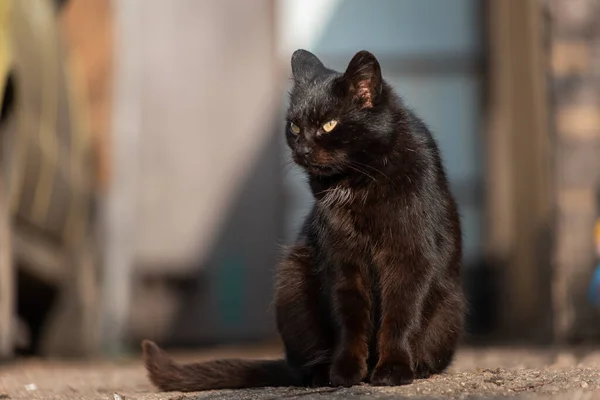 Gato Preto Com Olhos Verdes Sentado Quintal — Fotografia de Stock