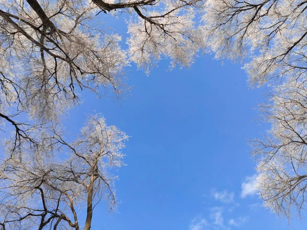 Soleil Illumine Les Arbres Couverts Neige Contre Vue Ciel Bleu — Photo