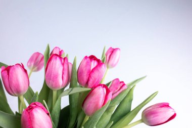 Bahar lalelerinden bir buket çiçek. Tomurcuklar farklı yönlere uzanıyor.