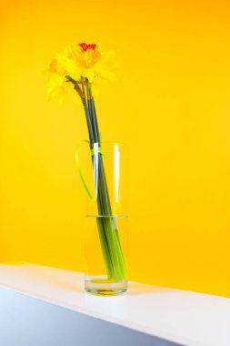 Sarı arkaplanda, cam bir vazoda duran sarı nergis çiçeği buketi.
